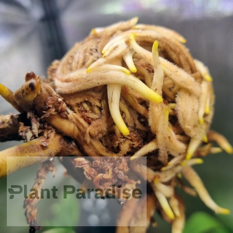 Mech Torfowiec SPHAGNUM 1L Podłoże do Ukorzeniania