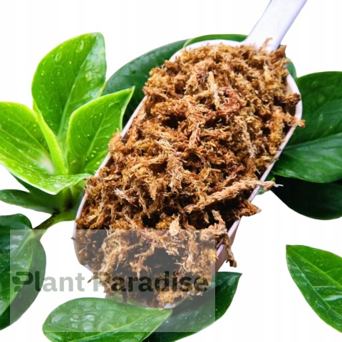 Mech Torfowiec SPHAGNUM 5L Podłoże do Ukorzeniania