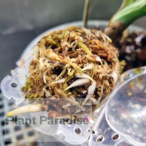 Mech Torfowiec SPHAGNUM 5L Podłoże do Ukorzeniania