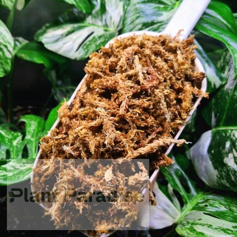 Mech Torfowiec SPHAGNUM 5L Podłoże do Ukorzeniania