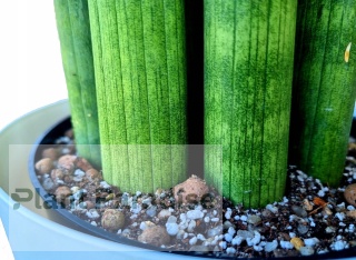 Podłoże PREMIUM ziemia do sukulentów i kaktusów | MIX z dodatkami