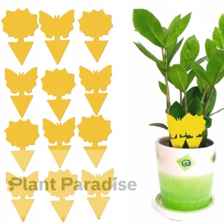 12x ŻÓŁTY LEP TAŚMA KLEJĄCA DO DONICZEK MOTYL