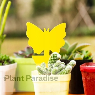 12x ŻÓŁTY LEP TAŚMA KLEJĄCA DO DONICZEK MOTYL