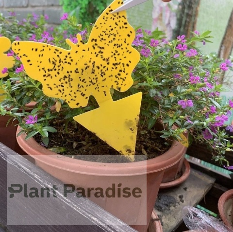 12x ŻÓŁTY LEP TAŚMA KLEJĄCA DO DONICZEK MOTYL