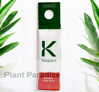 SPIDEX VITAL PLUS: SKUTECZNY PREPARAT NA PRZĘDZIORKI | DOBROCZYNEK ROZTOCZA