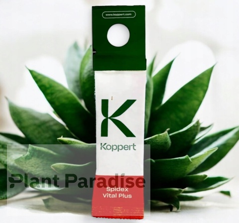 SPIDEX VITAL PLUS: SKUTECZNY PREPARAT NA PRZĘDZIORKI | DOBROCZYNEK ROZTOCZA