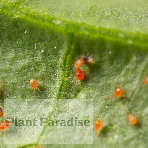 SPIDEX VITAL PLUS: SKUTECZNY PREPARAT NA PRZĘDZIORKI | DOBROCZYNEK ROZTOCZA