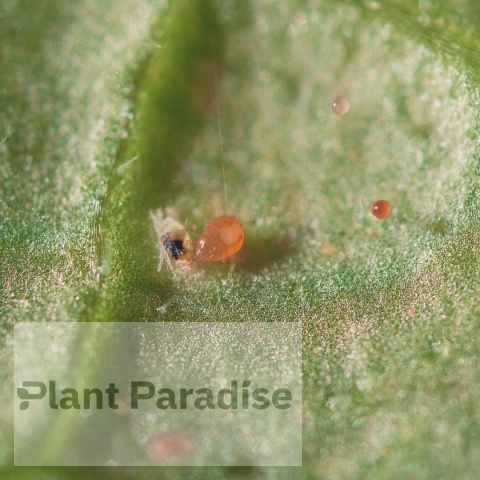 Spical Ulti-Mite - saszetka