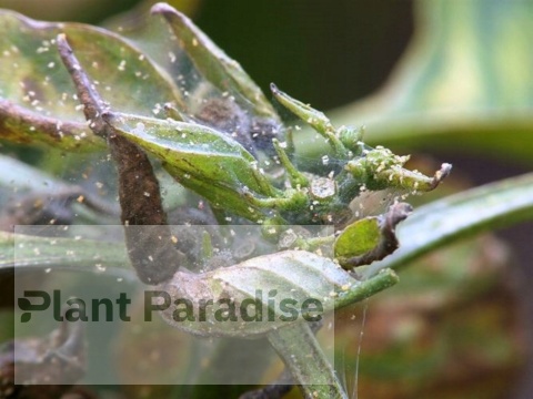 Spical Ulti-Mite - saszetka